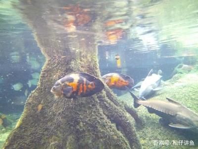 觀賞魚龍魚種類及名稱介紹（常見的5種龍魚種類及其名稱觀賞魚種類及其名稱） 觀賞魚龍魚種類及名稱介紹（常見的5種龍魚種類及其名稱觀賞魚種類及其名稱） 龍魚百科 第3張