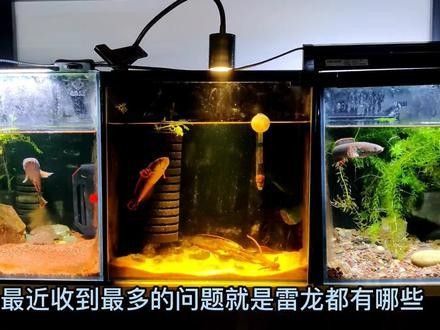 雷龍魚的養殖方法