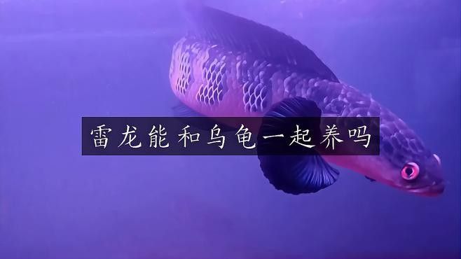 雷龍魚和黃頭龜混養 雷龍魚和黃頭龜混養 龍魚百科 第1張