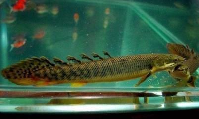 龍魚為什么總在上面游：為什么龍魚總在上面游動