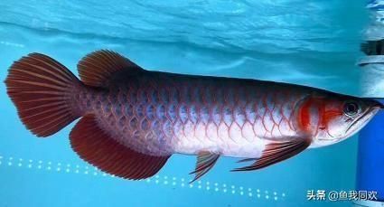 龍魚為什么總在上面游：為什么龍魚總在上面游動
