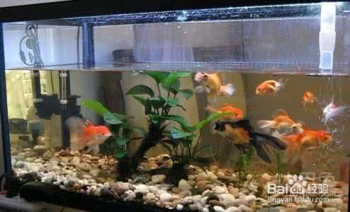 龍魚缸溫度30度高嗎怎么辦呢：如何自然調節魚缸水溫,夏季龍魚養護技巧，龍魚缸換水頻率建議
