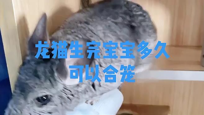 如何正確合籠龍貓？