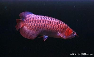 龍魚吃活食和飼料的好處：龍魚吃活食和飼料各有其獨特的優勢，龍魚飼料的選擇