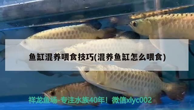 各種金龍魚的價格對比（常見金龍魚的價格對比） 各種金龍魚的價格對比（常見金龍魚的價格對比） 龍魚百科 第2張