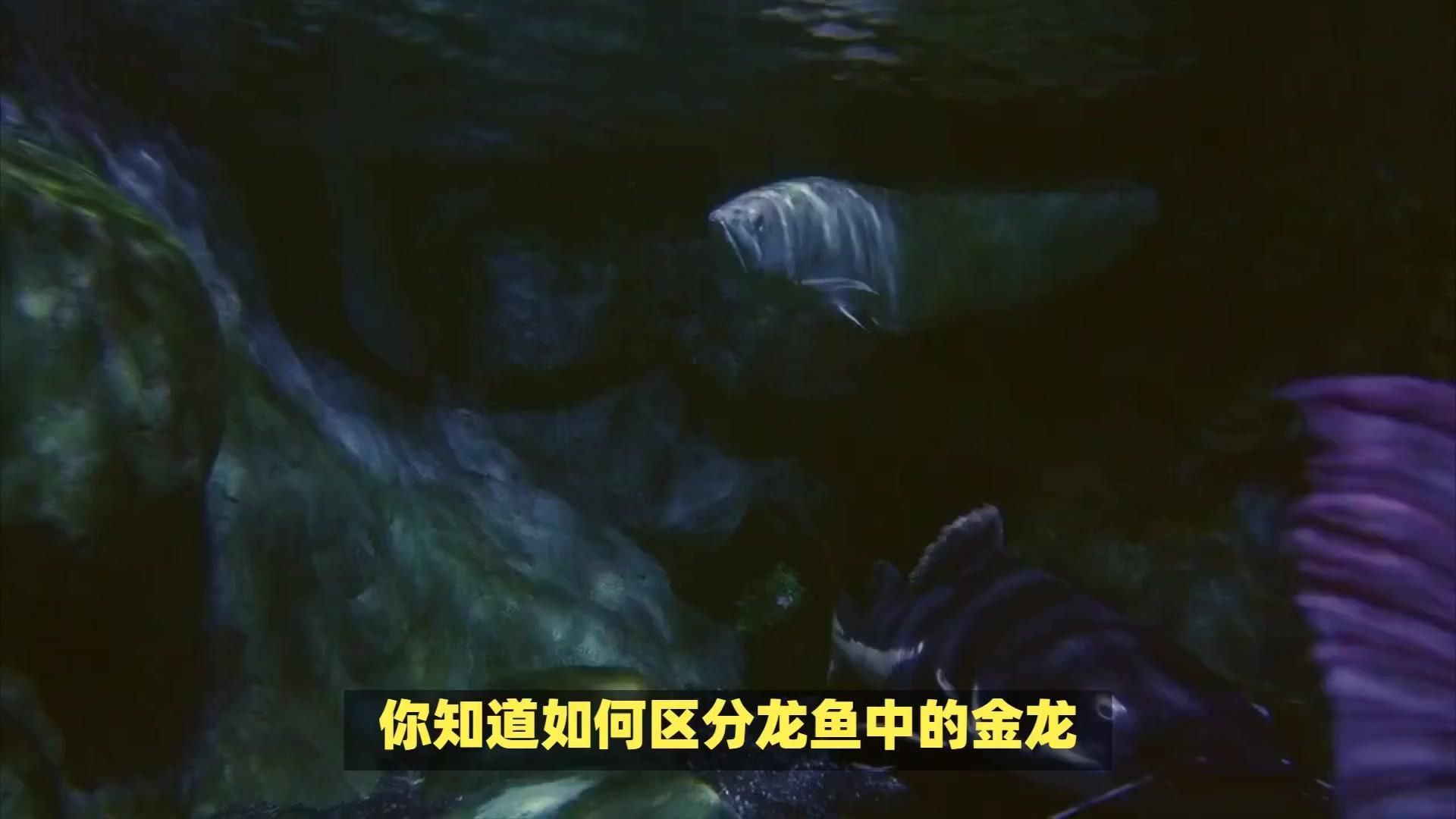 金龍好還是銀龍好