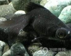 金色六角龍魚身上長很多白斑