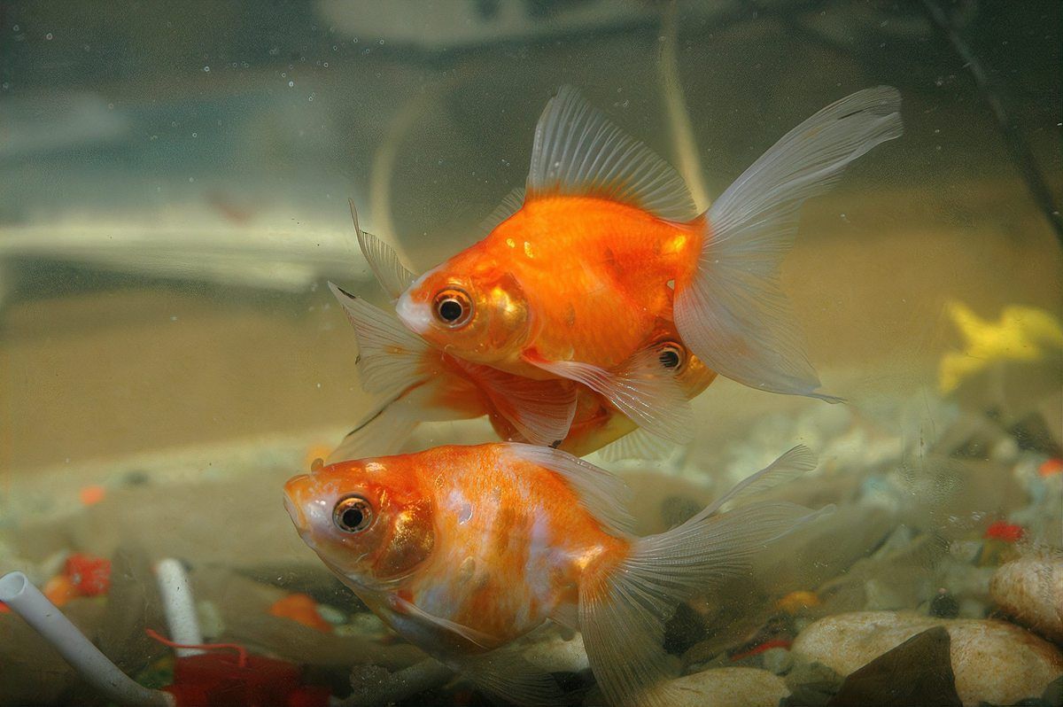 金色六角龍魚身上長很多白斑