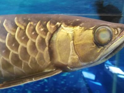 龍魚凹眼怎么回事【龍魚凹眼怎么辦】