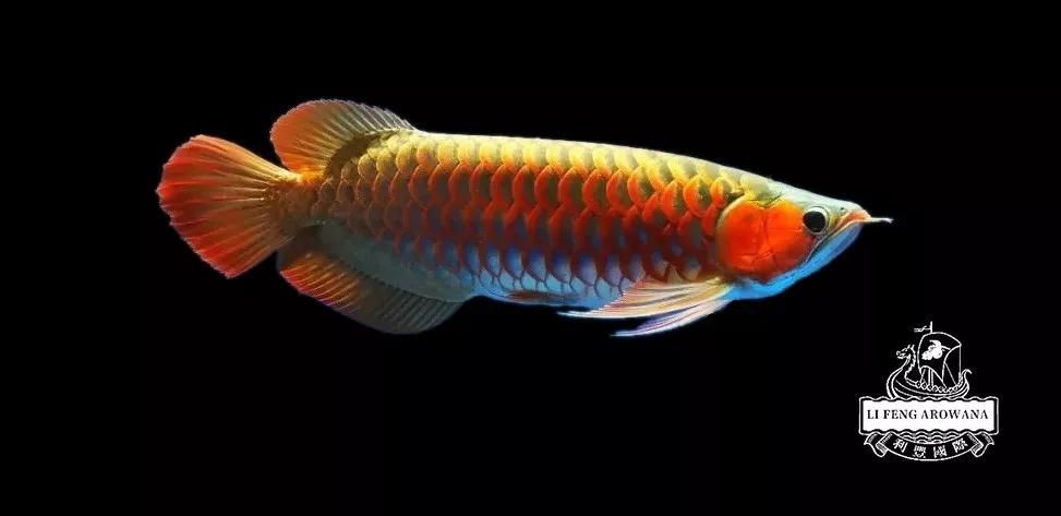 龍魚凹眼怎么回事【龍魚凹眼怎么辦】