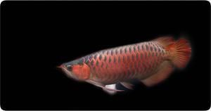 紅龍魚資料（紅龍魚飼養技巧）