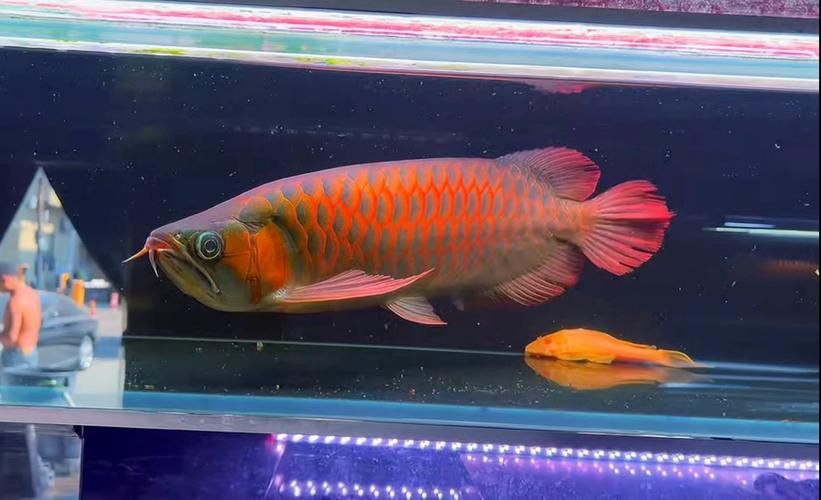 紅金龍魚圖片高清大圖大全 紅金龍魚圖片高清大圖大全 龍魚百科 第21張