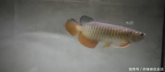 金龍魚不吃泥鰍：金龍魚不吃泥鰍怎么辦