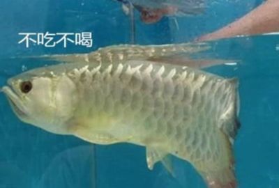 金龍魚不吃泥鰍：金龍魚不吃泥鰍怎么辦