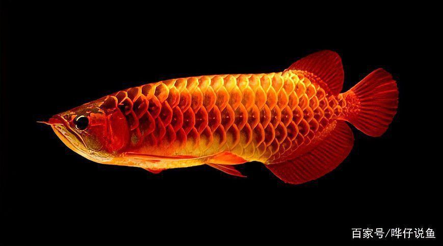 紅龍魚和什么相克