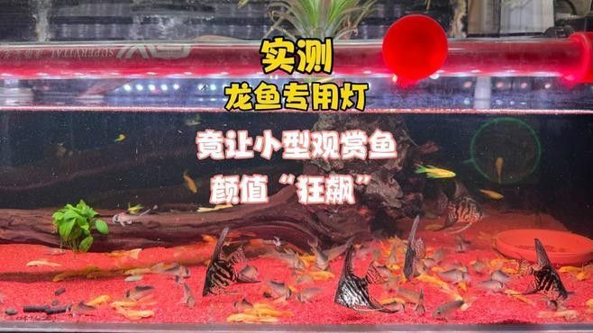 龍魚頂燈哪個品牌好 龍魚頂燈哪個品牌好 龍魚百科 第8張