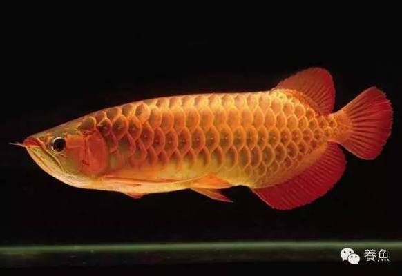 龍魚發(fā)色從什么部位開始發(fā)色：龍魚發(fā)色的起始部位和順序
