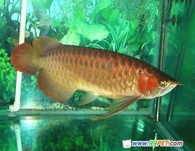 紅龍魚是什么時候出現(xiàn)的（紅龍魚的歷史是怎么來的？）