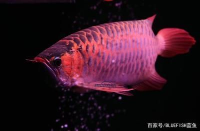 紅龍魚是什么時候出現(xiàn)的（紅龍魚的歷史是怎么來的？）