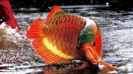 紅龍魚是什么時候出現(xiàn)的（紅龍魚的歷史是怎么來的？）