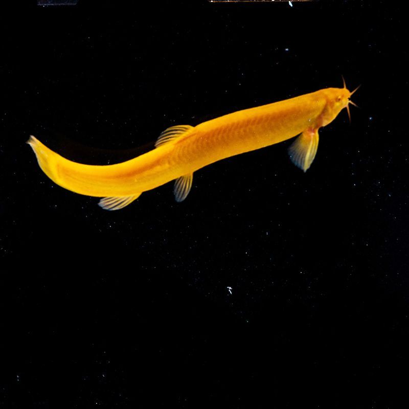 金龍魚苗10cm怎么養：養金龍魚苗的基本方法和注意事項