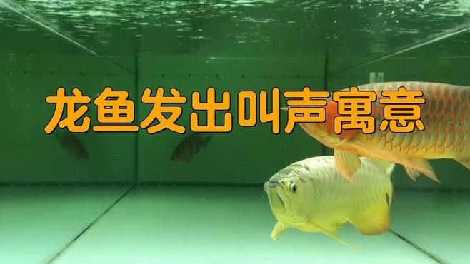 龍魚為什么會叫