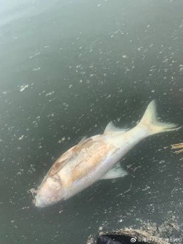 龍魚真菌病的治療周期是多久？