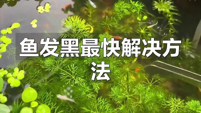 龍魚鱗片發黑如何快速恢復？