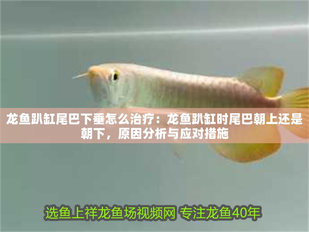 龍魚趴缸尾巴下垂怎么治療：龍魚趴缸時尾巴朝上還是朝下，原因分析與應(yīng)對措施