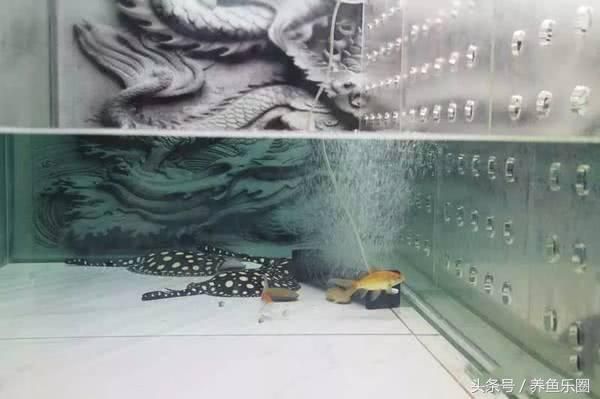 龍魚繁殖孵化視頻：關(guān)于龍魚繁殖孵化的視頻 龍魚繁殖孵化視頻：關(guān)于龍魚繁殖孵化的視頻 龍魚百科 第2張
