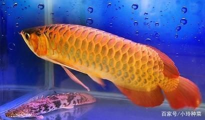 龍魚水溫幾度開始加溫了（龍魚對水溫的要求有哪些？）