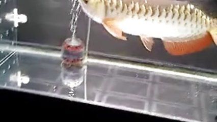 龍魚吃凍干蝦好嗎，龍魚吃凍干蝦不好嗎怎么辦：龍魚吃凍干蝦不好嗎