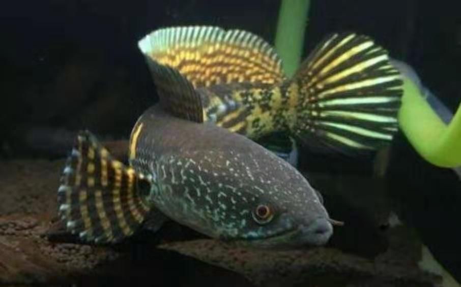 雷龍魚能養(yǎng)多大的魚：雷龍魚養(yǎng)殖尺寸因品種而異，