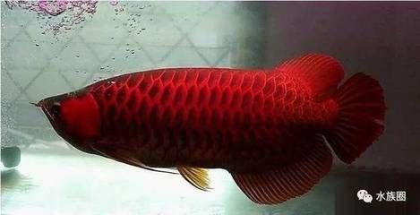 龍魚怎么才能不掉眼睛呢：如何防止龍魚掉眼 龍魚怎么才能不掉眼睛呢：如何防止龍魚掉眼 龍魚百科 第2張