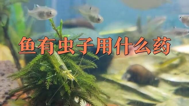 紅龍魚感染寄生蟲后如何治療？