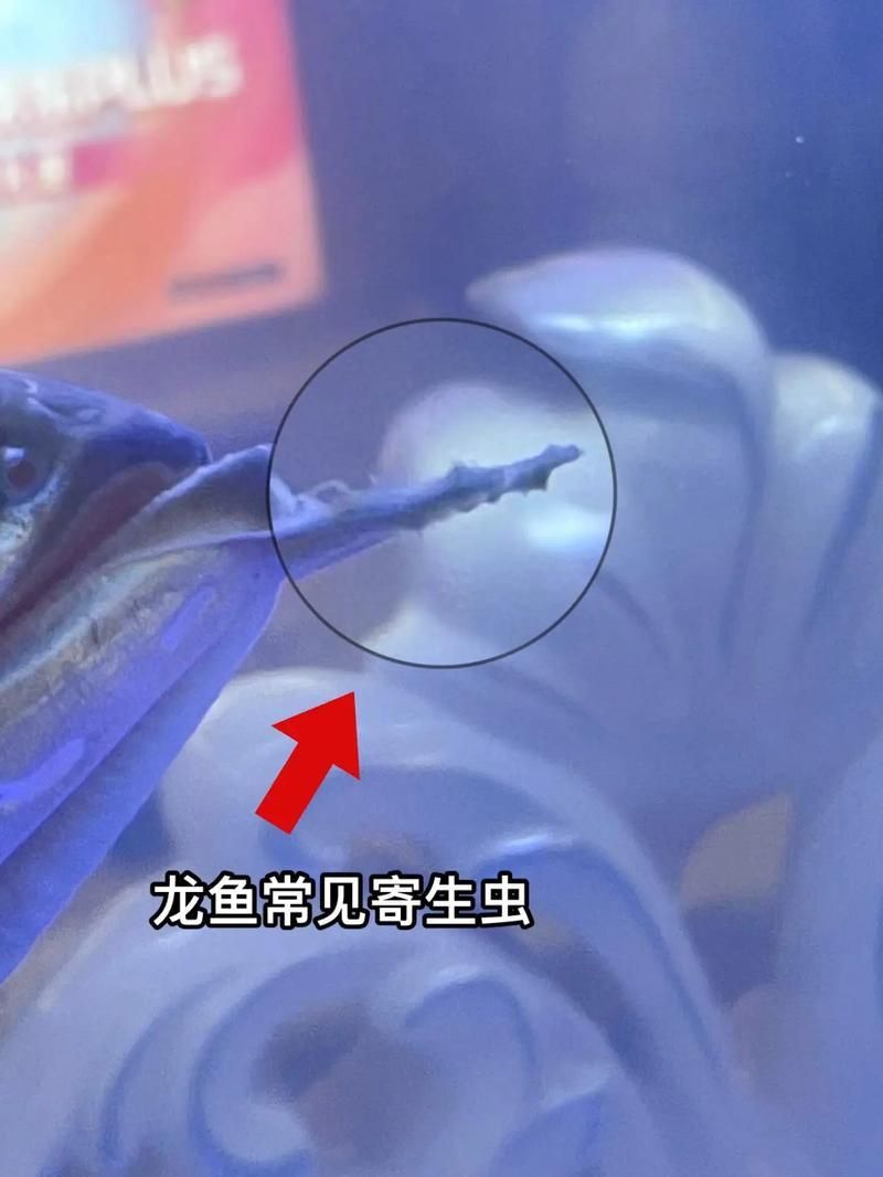 龍魚寄生蟲圖片 龍魚寄生蟲圖片 龍魚百科 第1張