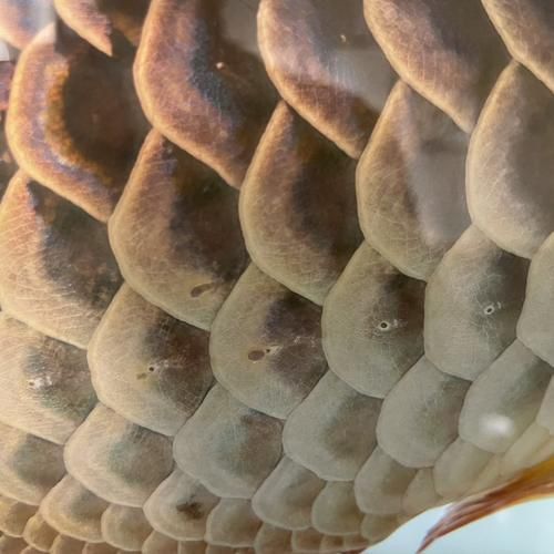 龍魚寄生蟲圖片 龍魚寄生蟲圖片 龍魚百科 第8張