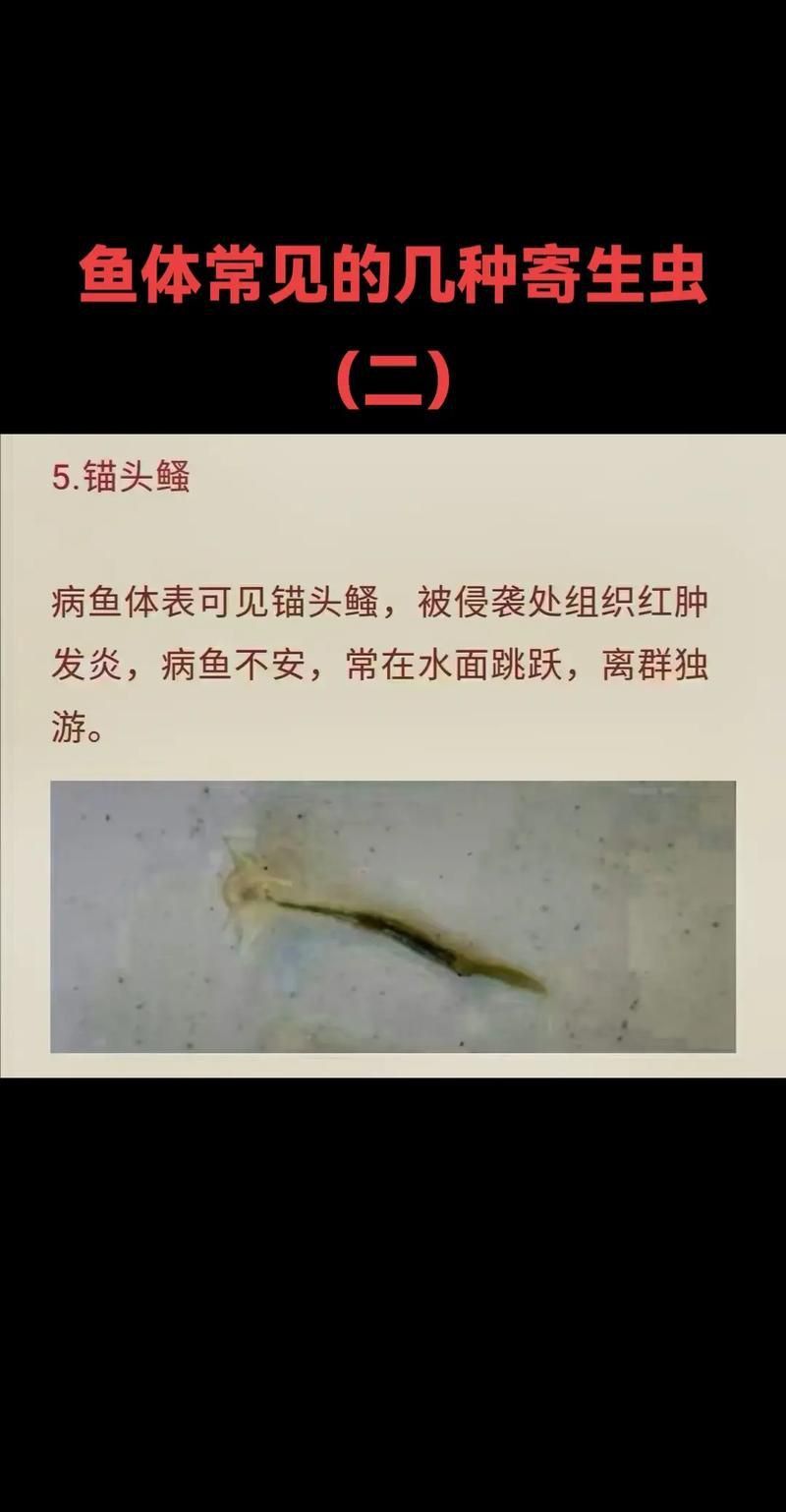龍魚寄生蟲圖片 龍魚寄生蟲圖片 龍魚百科 第14張