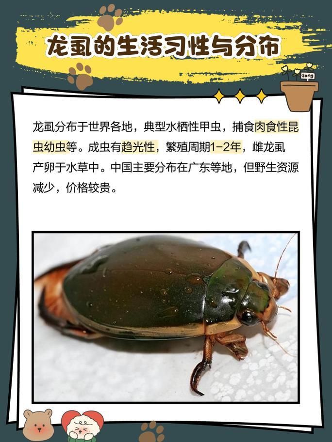 龍魚寄生蟲圖片 龍魚寄生蟲圖片 龍魚百科 第17張
