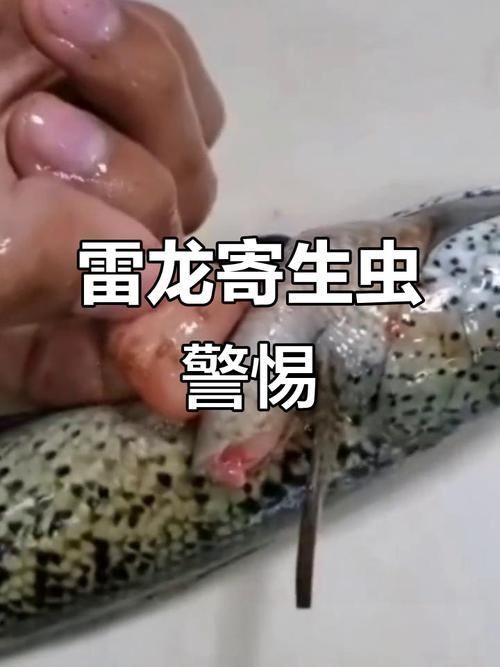 龍魚寄生蟲圖片 龍魚寄生蟲圖片 龍魚百科 第16張