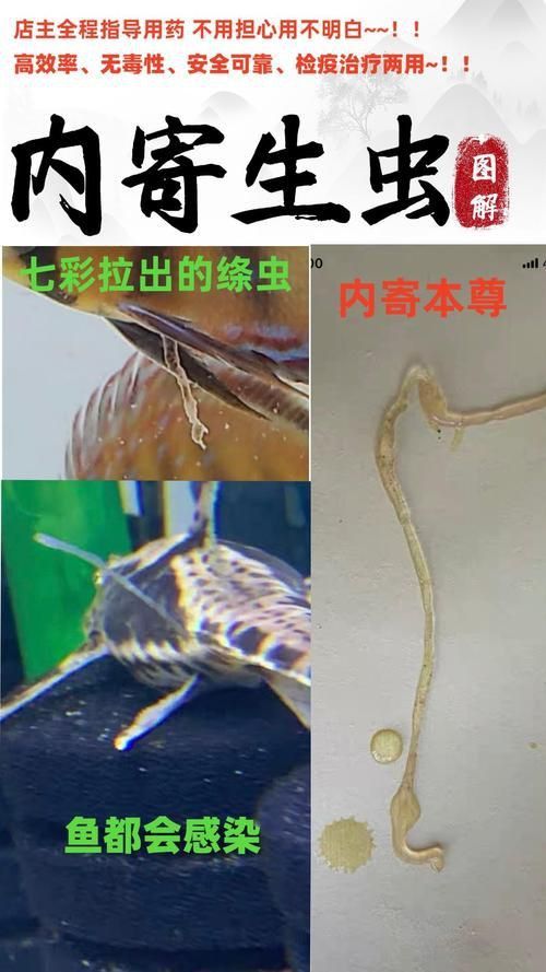 龍魚寄生蟲圖片 龍魚寄生蟲圖片 龍魚百科 第21張