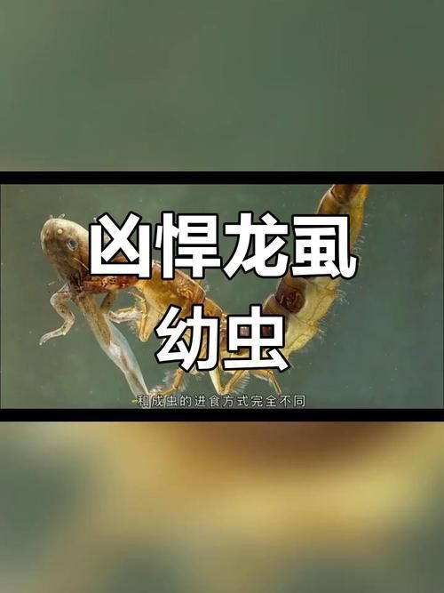 龍魚寄生蟲圖片 龍魚寄生蟲圖片 龍魚百科 第19張