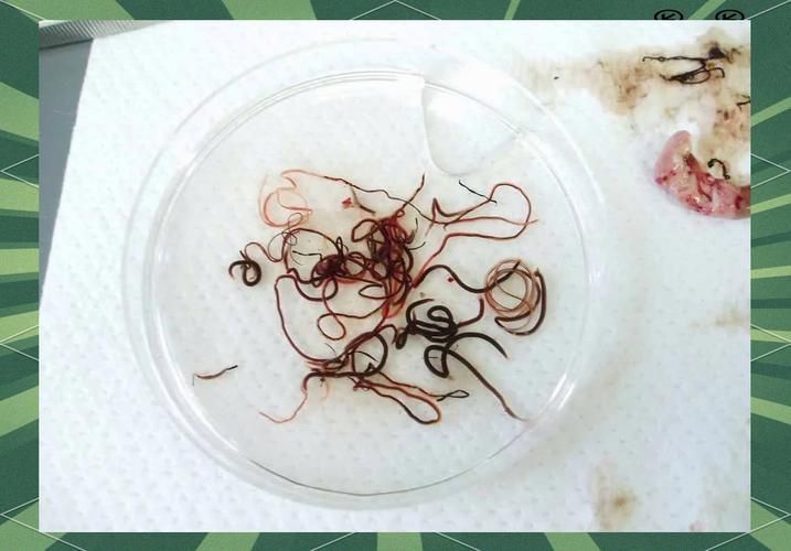 龍魚寄生蟲圖片 龍魚寄生蟲圖片 龍魚百科 第22張