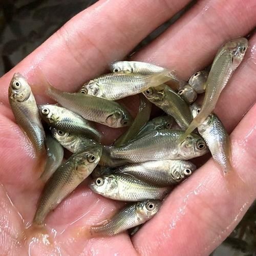 鯉魚苗圖片