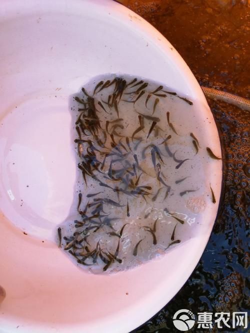 鯉魚苗圖片