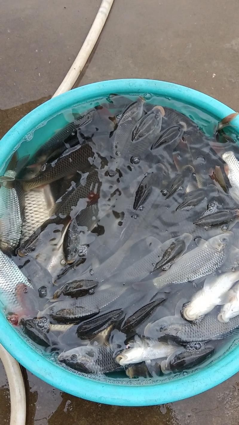 鯉魚苗圖片
