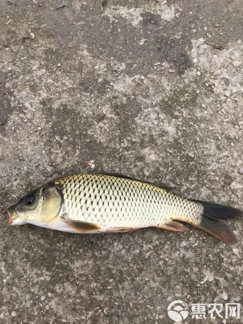 鯉魚苗圖片