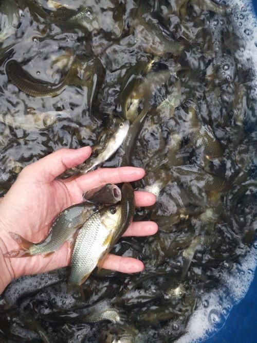 鯉魚苗圖片