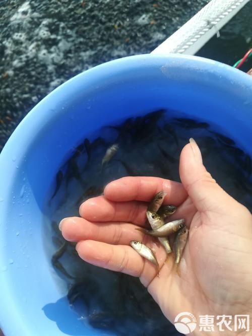 鯉魚苗圖片