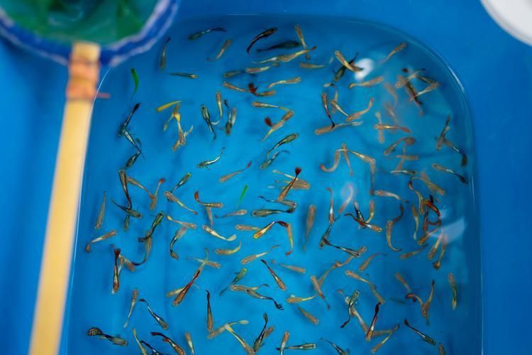 鯉魚苗圖片